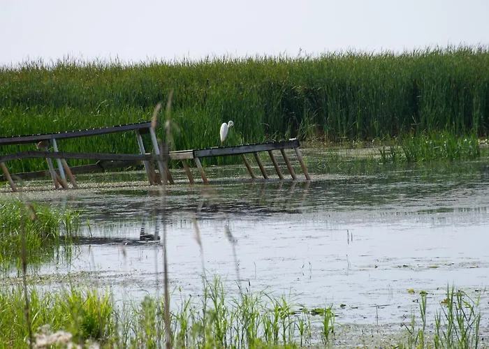 Lakeview & Wildlife